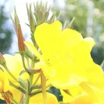 Beneficios y contraindicaciones de la onagra