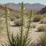 Ocotillo, Rotilla, Albarda - Características y Propiedades de las Plantas Arbóreas