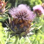 Propiedades medicinales de la alcachofera: beneficios y usos