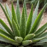 Enfermedades del Aloe Vera y Plagas Comunes que Pueden Afectar tus Plantas