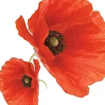 Amapola Roja: Conoce los beneficios de esta planta en Soria Natural