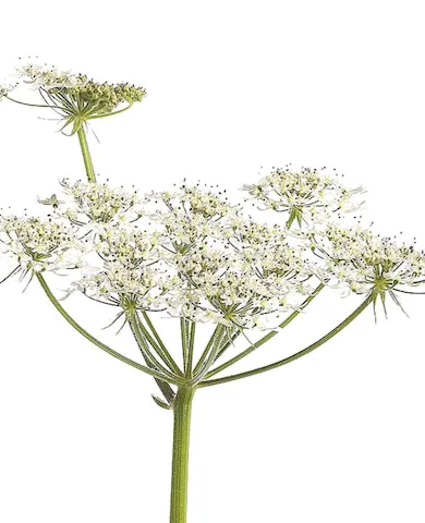 angelica planta