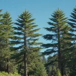 Araucaria heterophylla vs Araucaria excelsa: Diferencias y Características