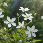Gypsophila - Información Sobre Géneros, Especies y Variedades de Plantas