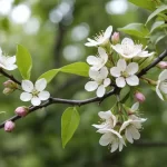 Myrtus communis - Características, Propiedades y Uso de la Miraña