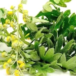 Propiedades de Artemisa Annua en Soria Natural