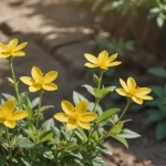 Nasturtium officinale - Características, Propiedades y Usos del Eneldo