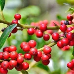 Rusco: Descubre los Beneficios de esta Planta Medicinal