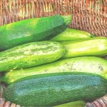 Cucurbitacina: el peligro del calabacín amargo en tu huerto