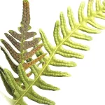 Descubre los beneficios de la calaguala de Soria Natural