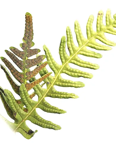 calaguala
