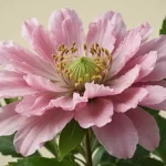 Zapatito de Venus - Definición, Características y Propiedades de la Flor Calceolaria