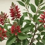Inga: Propiedades y Uso del Plumerillo Rojo en Medicina y Cultivo