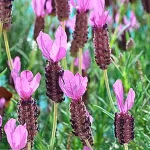 Beneficios y usos medicinales del cantueso