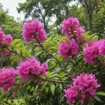 Cuidados del Cóleo o Cretona: Tips para Mantener saludable esta Bella Tropical