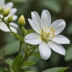 Chamelaucium Uncinatum - Información sobre la Flor de Cera