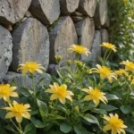 Alhelí Amarillo - Propiedades, Usos y Beneficios del Alelí Dorado