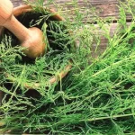 Cola de Caballo: la solución natural para los cálculos renales