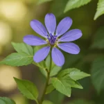 Lirio de los Valles - Características y Propiedades del Convolvulus Segetum