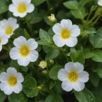 Convolvulus Arvensis: Tipos, Características y Cuidados para Plantas Convolaria