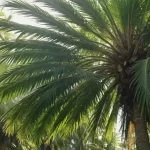Palmera Grande de Ceilán: Características y Usos Interesantes de la Palmera Talipot