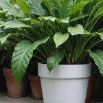 Ctenanthe oppenheimiana: Características, Cuidado y Tips para Cultivar