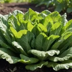 Características y Cuidados de la Esparraguera: Tips para Cultivar y Mantener
