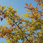 Eleagnus pungens Maculata Aurea - Características y Cuidados del Árbol