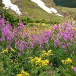 Propiedades del epilobio: beneficios para la próstata y la salud