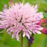 Descubre la belleza y propiedades de la Escabiosa en tu jardín