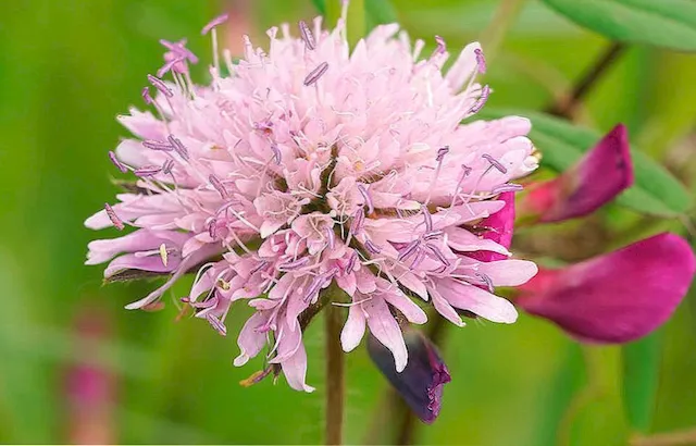 escabiosa