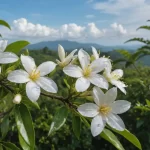 Jazmín de Madagascar: Características y Propiedades del Estefanota Estefanote Estefanotis