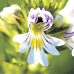 Eufrasia officinalis: propiedades medicinales para los ojos