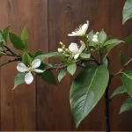 Aralia - Características, Propiedades y Consejos para Cuidar Falsa Aralia
