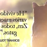 20 frases de gatitos que te conmoverán hasta el alma