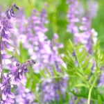 La Belleza Natural de la Flor Galega: Descubre sus Secretos