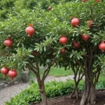 Punica granatum Nana - Características y Cuidados para tu Planta