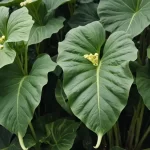 Alocasia: Todo sobre la Planta Oreja de Elefante - Características y Cuidados