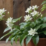 Hoya Lacunosa: Tipos, Características y Cómo Cuidar esta Exótica planta