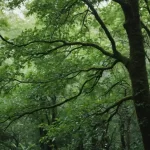 Significado de Latifoliadas - Definición en Diccionario