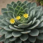 Euphorbia umbellata - Información sobre el Lechero Africano y sus Usos