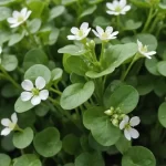 Lechuga de Agua: Información y Características del Repollo de Agua
