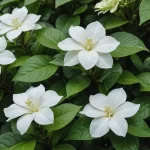 Plantas acidófilas: Tips y Consejos para el Cuidado de Gardenias, Hortensias y más
