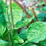 Plantas de Llantén: Descubre todas sus propiedades medicinales