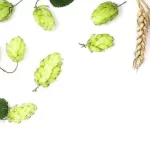 Lúpulo: descubre sus propiedades beneficiosas más allá de la cerveza