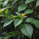 Mimosa Pudica - Características, Hábitat y Curiosidades Sobre la Sensitiva
