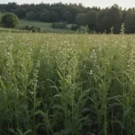Plantas Medicinales: Lepidio, Mastuerzo, Mostacilla y más - Propiedades y Uso