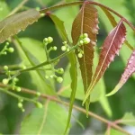 Neem: descubre sus propiedades curativas y usos efectivos