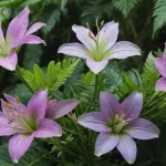 Neomarica: Tipos, Características y Propiedades de las Plantas Maravillosas