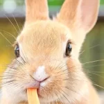 Nombres para conejos: Descubre los 70 más originales y bonitos